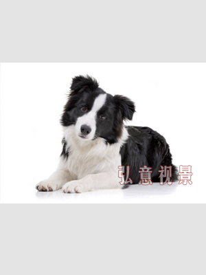 犬虚拟解剖VR实训系统